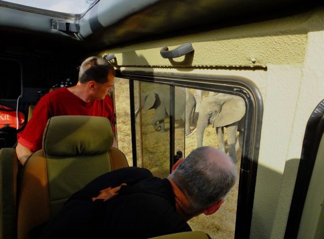 The elephants really were right next to us