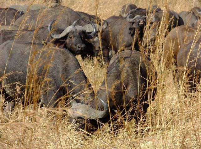 It looks like the Cape in the background is smiling. Those who raise cattle know he has been checking a female for estrus