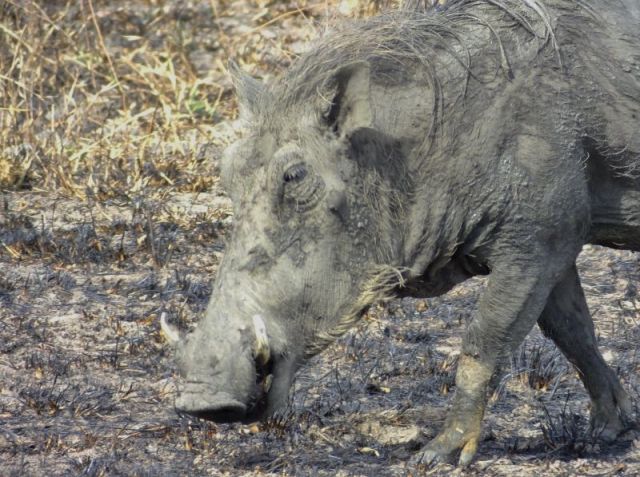 A muddy warthog