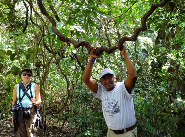 Bacari puts this interesting vine to good use
