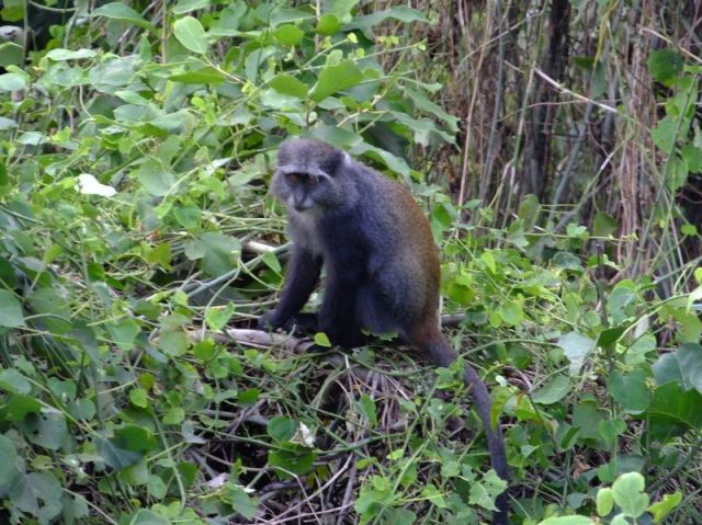 Sykes monkey in the nearby bush