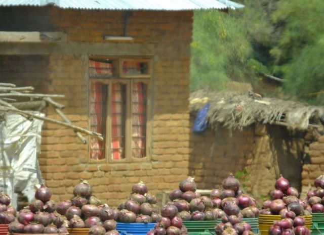Onions for sale, taken as we were driving