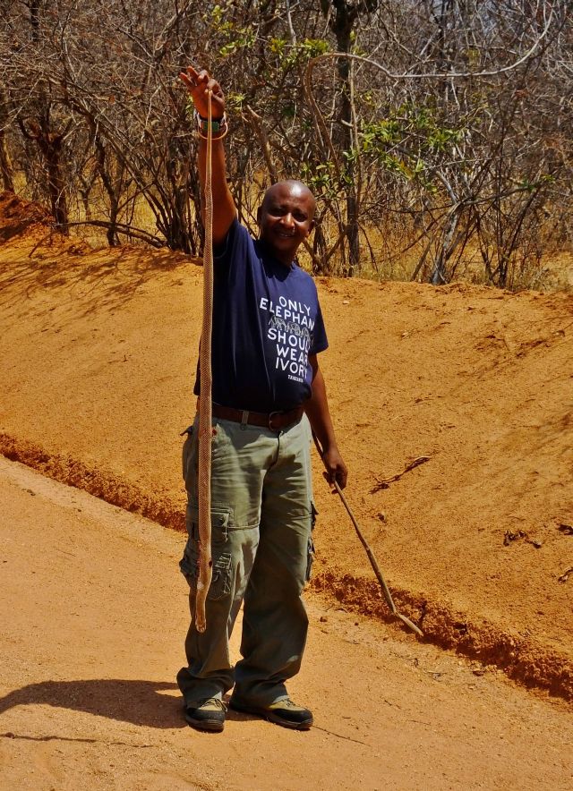 The Egyptian Cobra looks a little more impressive once Bacari picks it up.