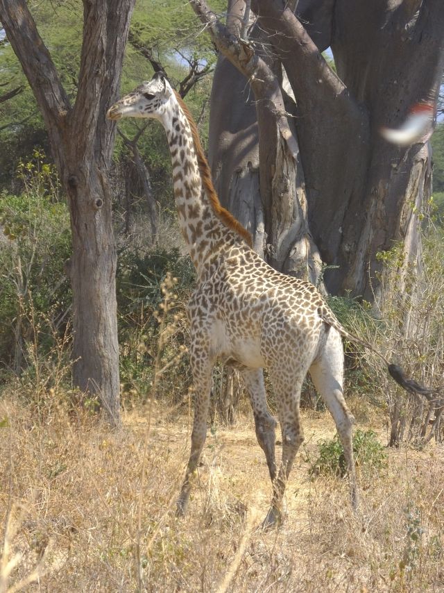 Giraffe just outside of Ruaha National Park