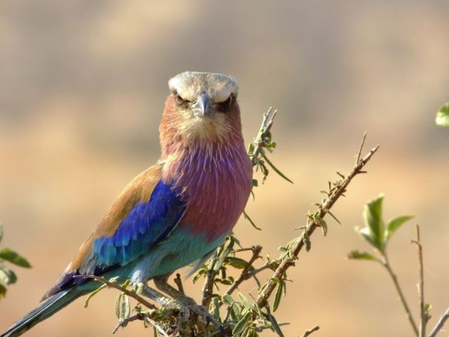 I laugh every time I look at Mr. Grump the Lilac-breasted Roller.