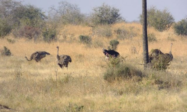I took this photo on maximum zoom. The ostrich were a long ways off.
