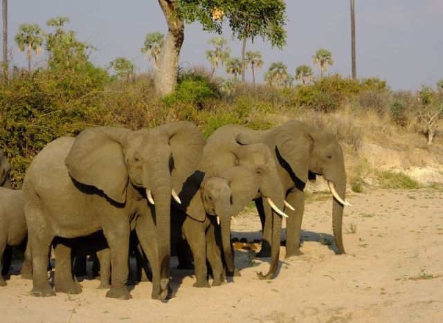 The herd of elephants closing ranks around their most vulnerable member as we drive next to them.