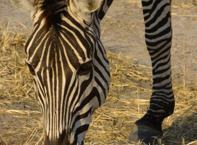 I can't leave the zebra out. Yes I meant to take the photos this way!