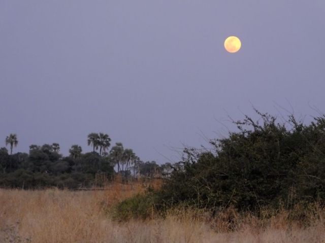 I walked out into the river channel to take this photo of the full moon rising the first night in our Special Camp in Ruaha. Gorgeous!!