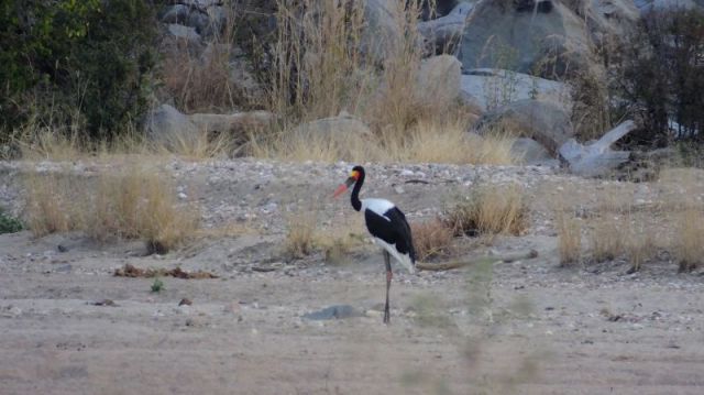 I didn't get the honey badger but this Saddle billed- Stork landed later.