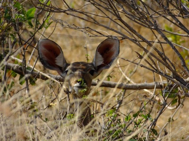 Greater Kudu. Look at the size of those ears!