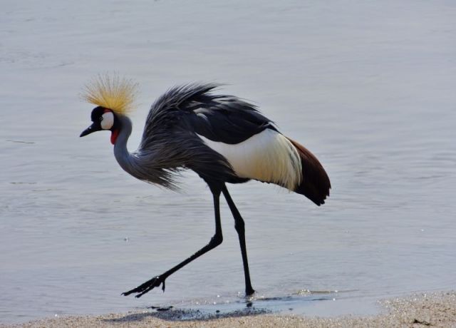 Crowned Crane- a gorgeous bird