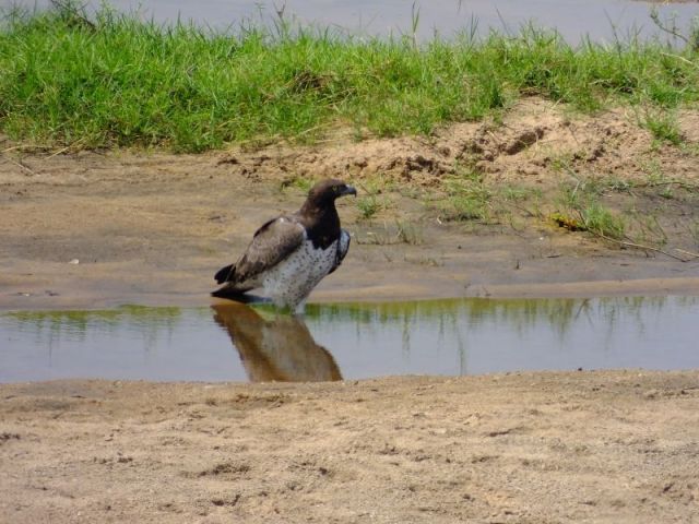 Admit it this Martial Eagle appears to be missing the lower half of his right leg