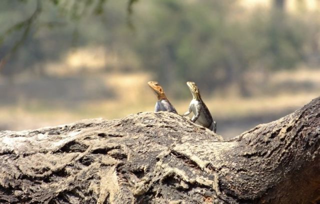 Lizards on the dead tree that the baby impalas were under