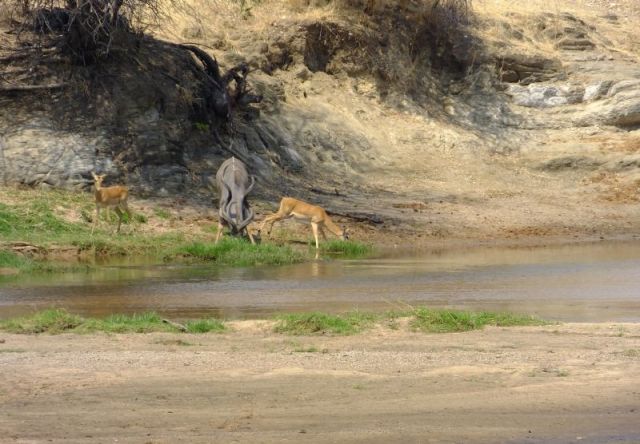 See how they are stretched away from the water when they drink?