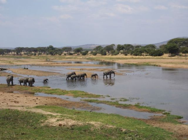 Elephants crossing the river