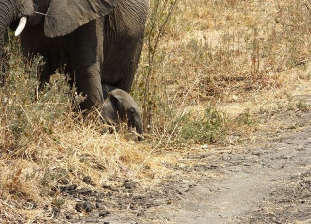 2 week old baby elephant dwarfed by her mother