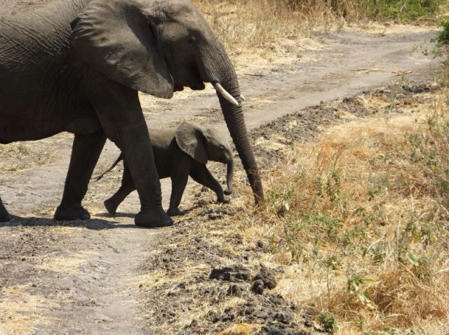 Crossing in front of our Rover