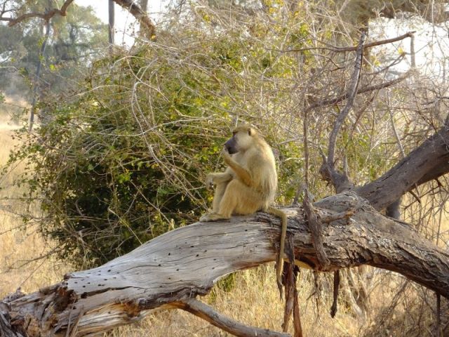Although this adult male wasn't part of the troop I write about, it shows you how big they are.