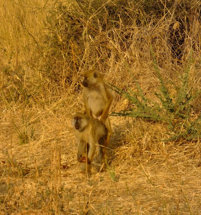 Mating baboons