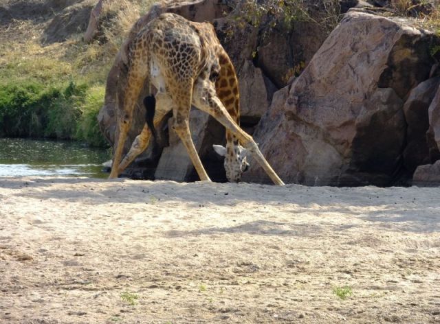 The awkward position giraffe must drink from.