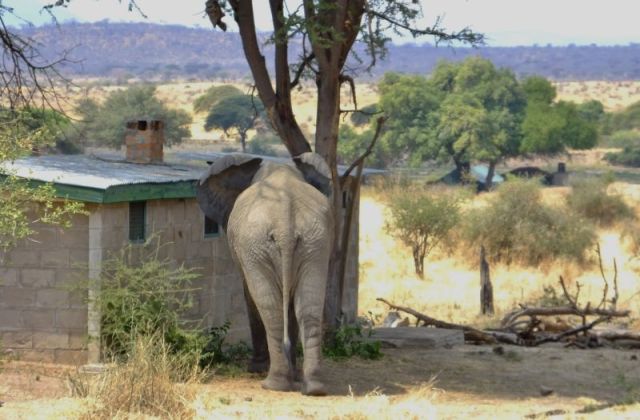 Your backyard visitor in Ruaha!
