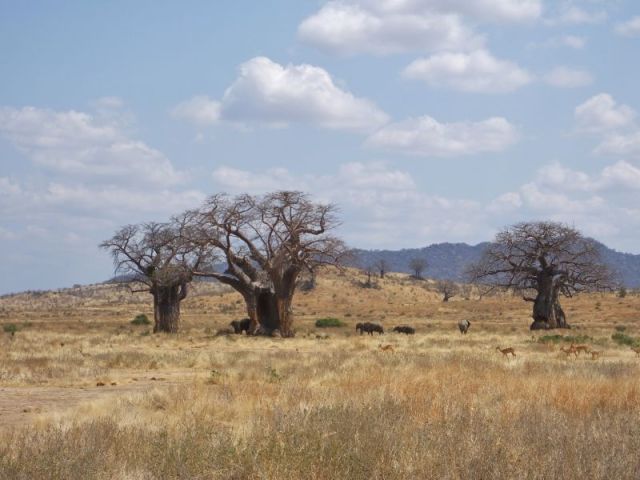Elephants and Baobab trees in Ruaha National Park