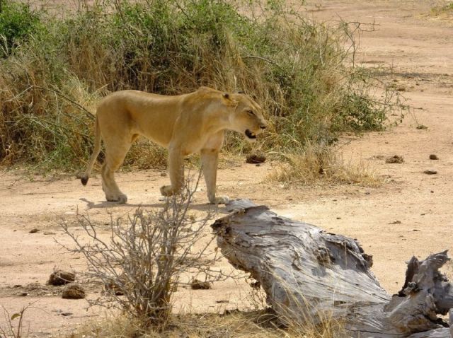 The lions walked within a few feet of us as they made their way to the river.