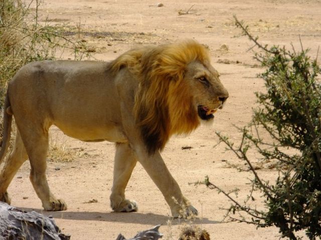 One of the males of the Pride