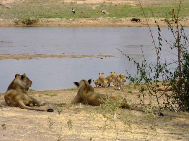 The two sentries watch as their pride members drink from the Ruaha River