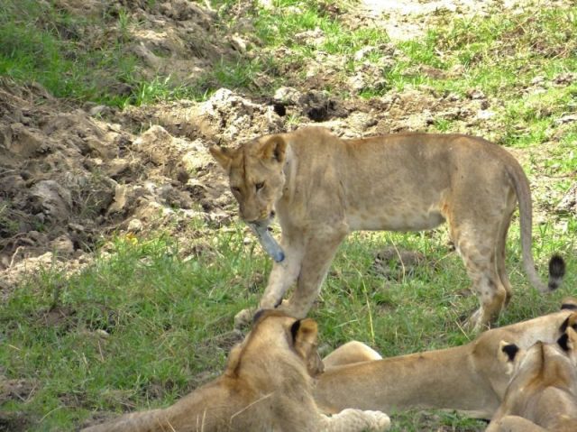 Playing with the plastic bottle