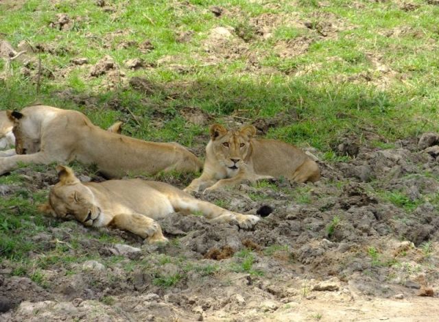 I would never want to see a lion staring at me like she was staring at the fool who left his car!