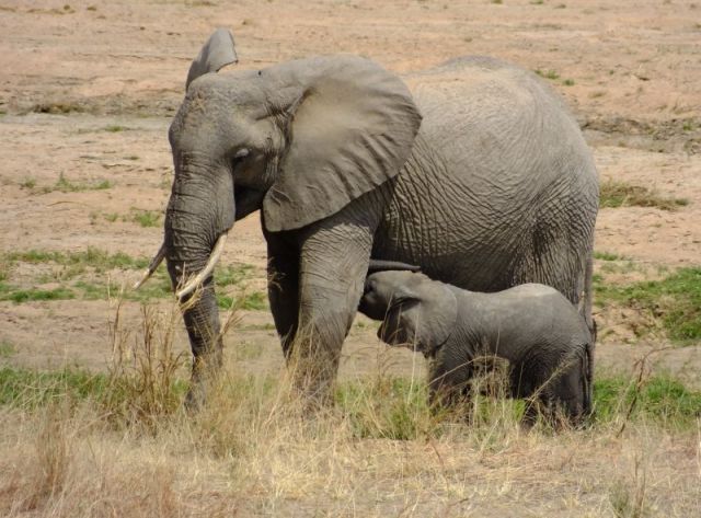 This baby elephant was having lunch himself.