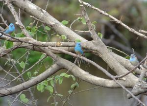 Blue-capped Cordon-bleu birds.
