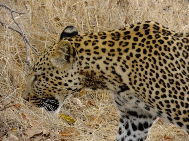 We can't decide what is on this leopards neck. Stickers of some sort?