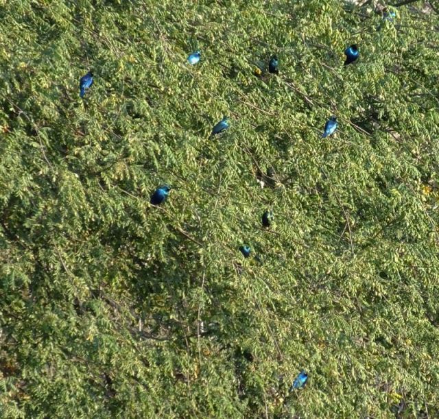 Southern Blue-eared starlings that landed in the trees