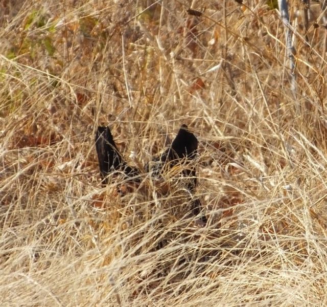 Zooming in on the "serval" which turns out to be a stump