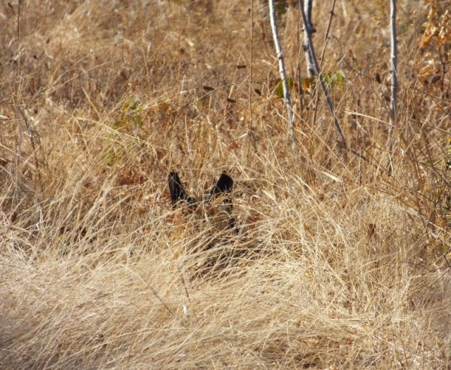 The Serval stump Ngruwe saw as we flew down the road. It sure looks like a cat.