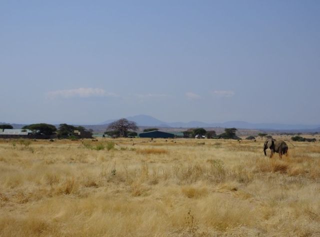 The airport and one of the elephants near the landing strip