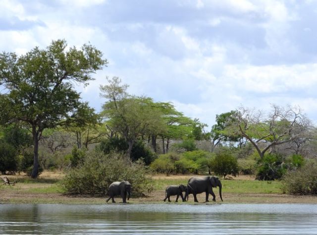 Elephants along the shoreline