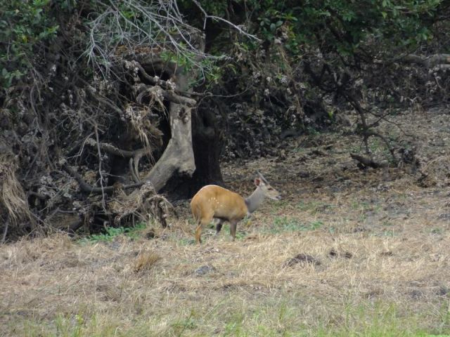 A bushbuck we saw on the way to our mobile camp