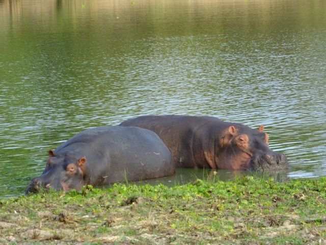 A pair of hippos relaxing