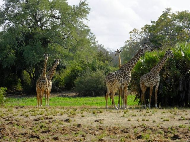 A tower of Giraffe