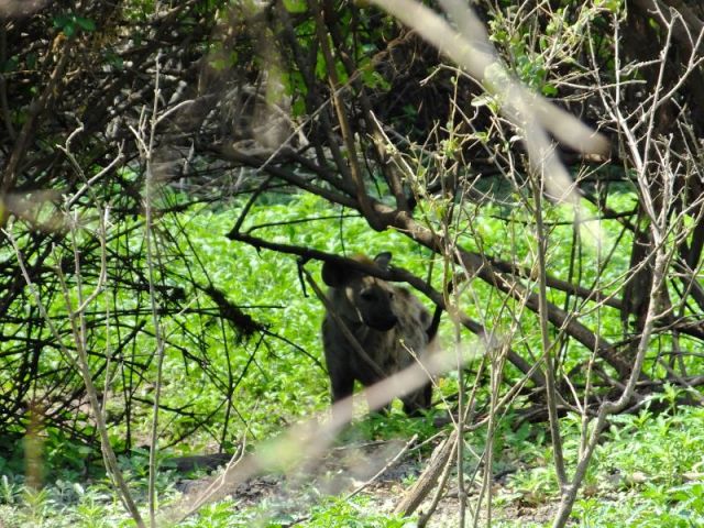 My surviving photo of the hyena