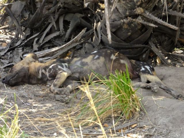 I'm not sure this Painted dog could move if he wanted to.