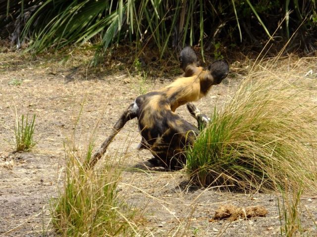 Look at the size of those ears!