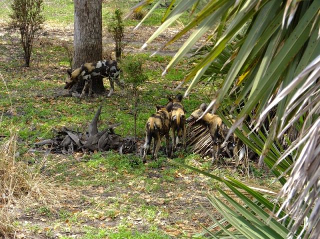 It is easy to see why they are nicknamed Painted Dogs.