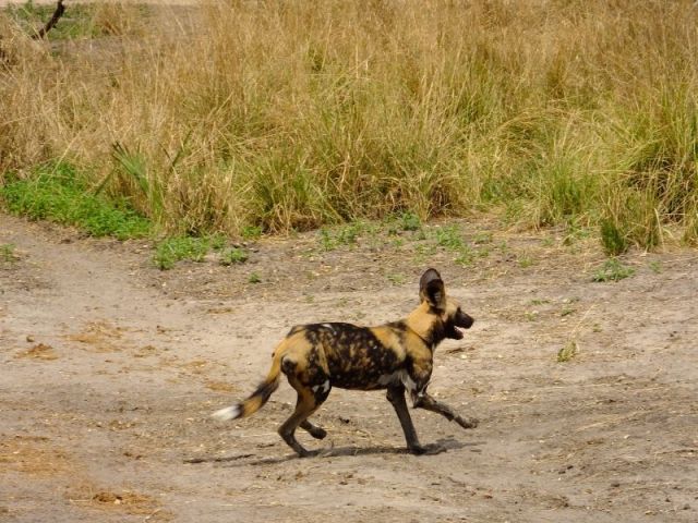 The male dog that wasn't comfortable with his human admirers