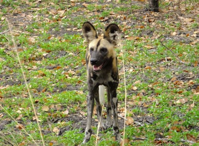 The dogs have long legs that allow them to run after their prey for long distances.