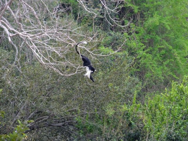 I hope the food that tempted the monkey to reach for it in this dangerous way was worth it!